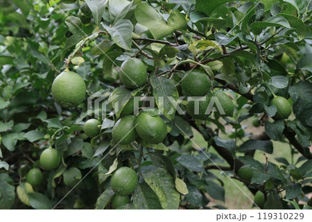 グリーンレモン 119310229