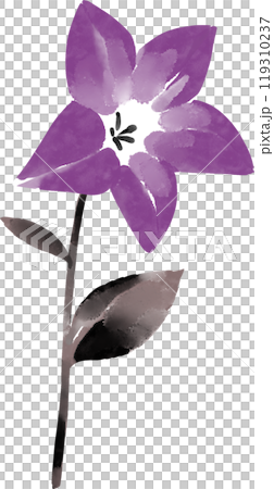 Ink painting of bellflower 119310237