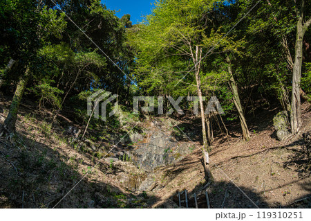 西日の当たる雑木林　京都府宇治市 119310251