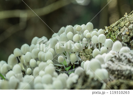 イヌセンボンタケ　朽ちた木に密生する小さな白いキノコ 119310263