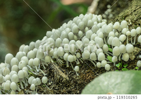 イヌセンボンタケ　朽ちた木に密生する小さな白いキノコ 119310265