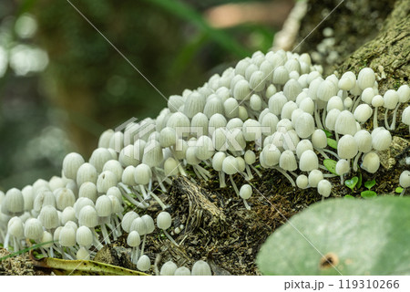 イヌセンボンタケ　朽ちた木に密生する小さな白いキノコ 119310266