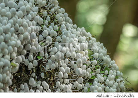 イヌセンボンタケ 朽ちた木に密生する小さな白いキノコ イヌセンボンタケ 朽ちた木に密生する小さな白いキノコ 119310269
