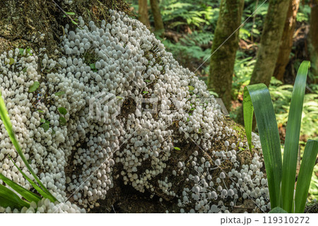 イヌセンボンタケ 朽ちた木に密生する小さな白いキノコ イヌセンボンタケ 朽ちた木に密生する小さな白いキノコ 119310272