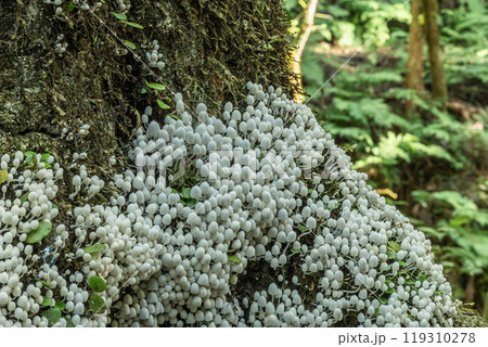 イヌセンボンタケ 朽ちた木に密生する小さな白いキノコ イヌセンボンタケ 朽ちた木に密生する小さな白いキノコ 119310278