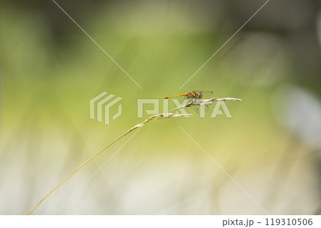 夏のアキアカネ 夏のアキアカネ 119310506