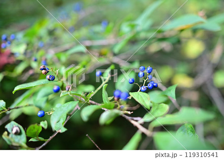 青い実のサワフタギ 青い実のサワフタギ 119310541