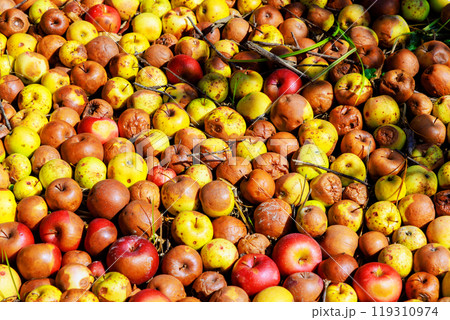 Garden is infected with diseases, apples falling from trees rot in ground are decaying. Garden is infected with diseases, apples falling from trees rot in ground are decaying. 119310974