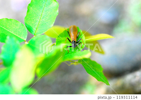 カミムラカワゲラの成虫 119311114