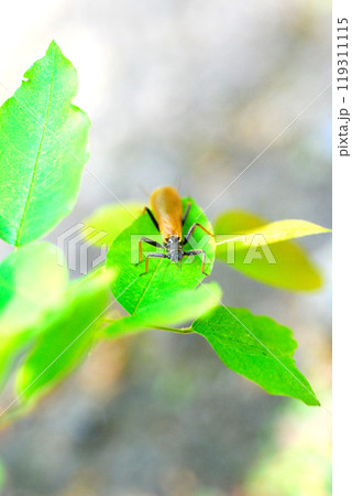 カミムラカワゲラの成虫 119311115