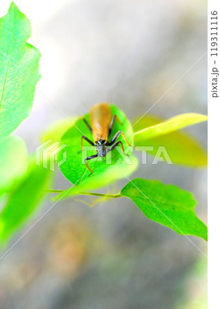 カミムラカワゲラの成虫 119311116