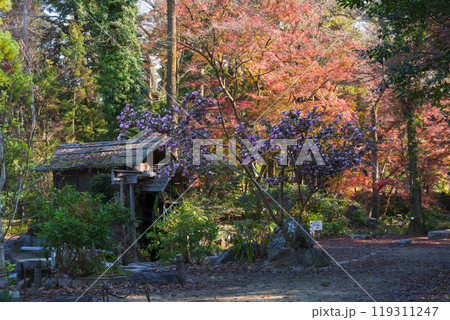 京都府立植物園の水車小屋と紅葉 119311247