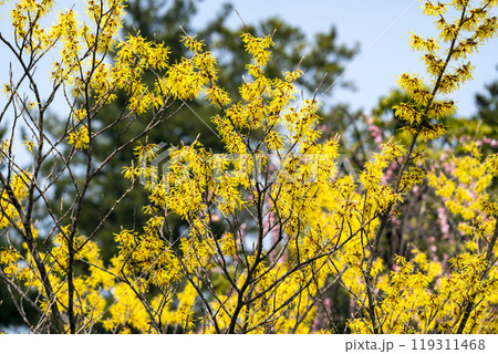 春のイメージ　兼六園のマンサク 119311468