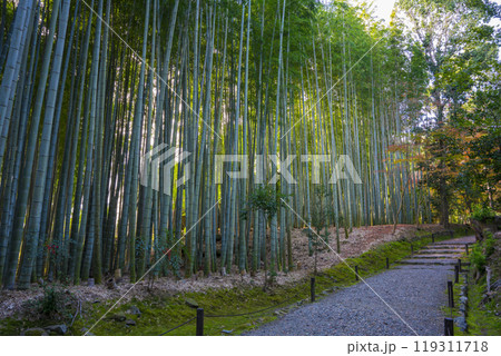 京都　地蔵院の竹林 119311718