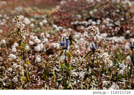秋の登山チングルマの花畑 119311720