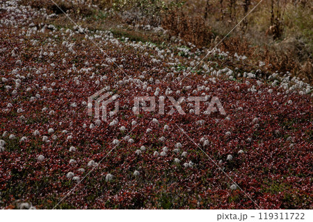 秋の登山チングルマの花畑 119311722