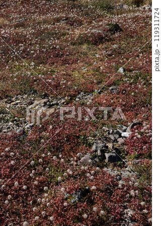 秋の登山チングルマの花畑 119311724