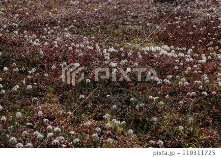秋の登山チングルマの花畑 119311725