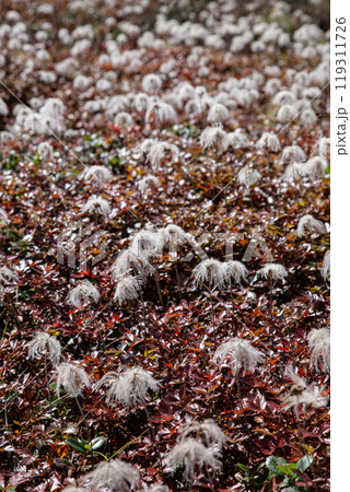 秋の登山チングルマの花畑 119311726