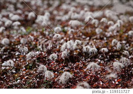 秋の登山チングルマの花畑 119311727