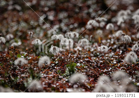 秋の登山チングルマの花畑 119311731
