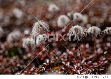 秋の登山チングルマの花畑 秋の登山チングルマの花畑 119311734