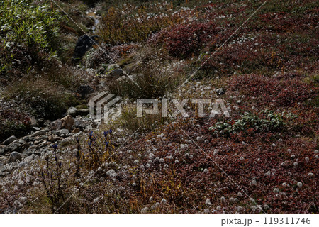 秋の登山チングルマの花畑 秋の登山チングルマの花畑 119311746