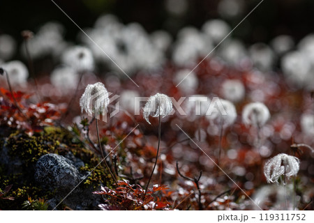 秋の登山チングルマの花畑 秋の登山チングルマの花畑 119311752
