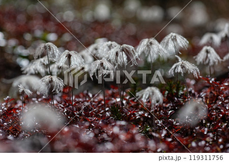 秋の登山チングルマの花畑 秋の登山チングルマの花畑 119311756