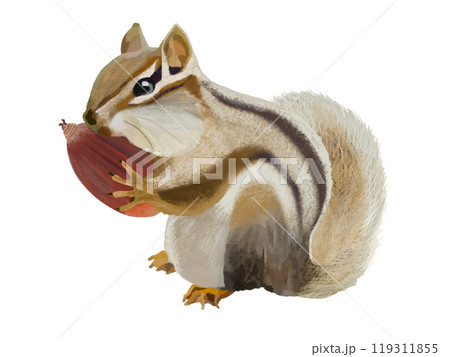 シマリス（頬袋）ドングリ付き 119311855