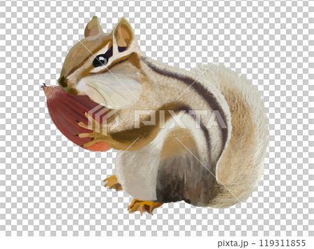 シマリス（頬袋）ドングリ付き 119311855