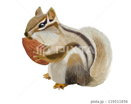 シマリス（頬袋）アーモンド付き 119311856