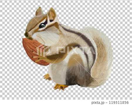 シマリス（頬袋）アーモンド付き 119311856