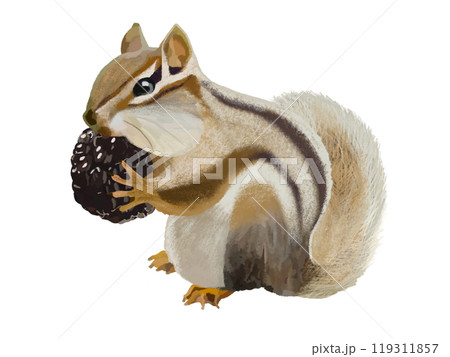 シマリス（頬袋）ブラックベリー付き 119311857