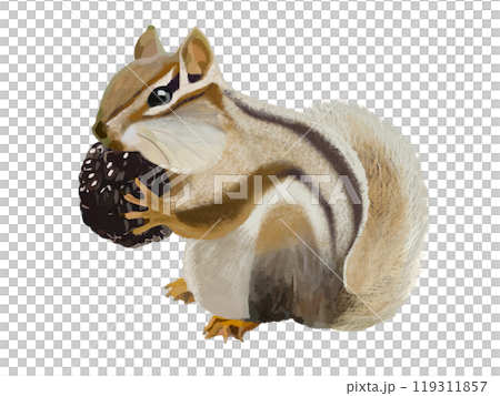 シマリス（頬袋）ブラックベリー付き 119311857