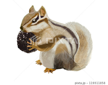 シマリス（ブラックベリー付き）のイラスト素材 [119311858] - PIXTA