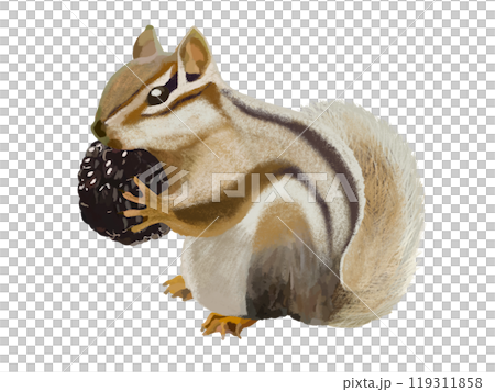 シマリス（ブラックベリー付き）のイラスト素材 [119311858] - PIXTA