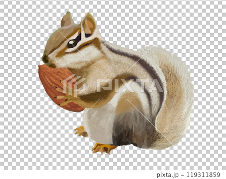 シマリス（アーモンド付き）のイラスト素材 [119311859] - PIXTA