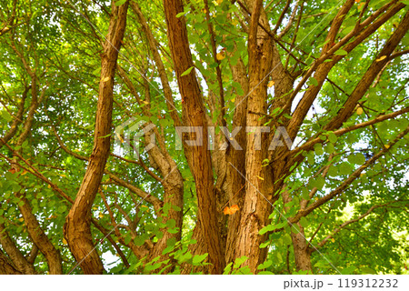 生命力　大木　樹木の幹と枝　城山公園　桶川市　　 119312232