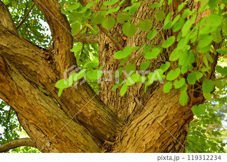 生命力　大木　樹木の幹と枝　城山公園　桶川市　　 119312234