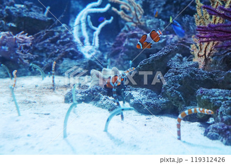 カクレクマノミとニシキアナゴ カクレクマノミとニシキアナゴ 119312426