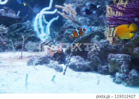 カクレクマノミとニシキアナゴ 119312427