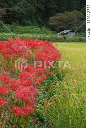 ヒガンバナと田んぼの風景 ヒガンバナと田んぼの風景 119312733