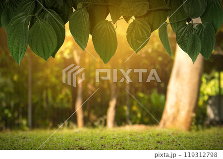 Green leaves plants with sunlight and blurred forest on the background Green leaves plants with sunlight and blurred forest on the background 119312798