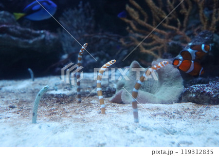 並んでるニシキアナゴ 並んでるニシキアナゴ 119312835