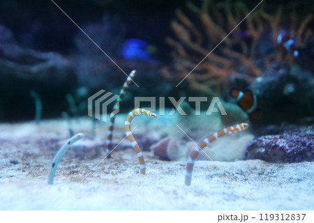 身体を丸めるニシキアナゴ 119312837