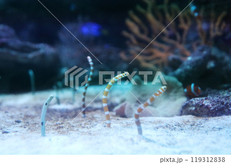 くねくねしてるニシキアナゴ くねくねしてるニシキアナゴ 119312838