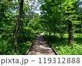 緑に囲まれた木道 119312888