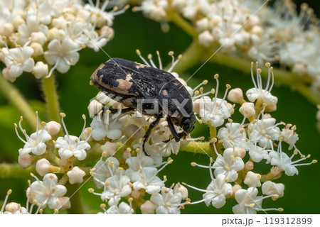 白いガマズミの花と黒いクロハナムグリ 119312899