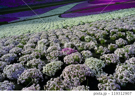秩父羊山公園の花咲く芝桜の丘 秩父羊山公園の花咲く芝桜の丘 119312907